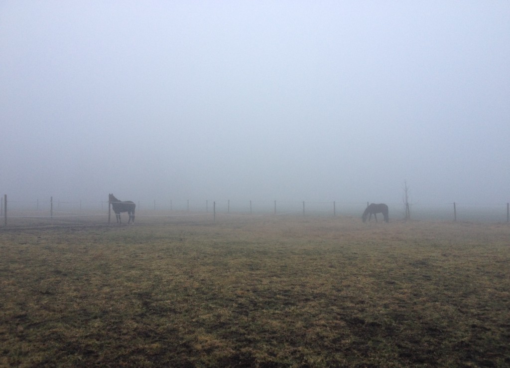 winterweide_nebel