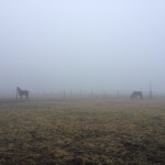 winterweide_nebel